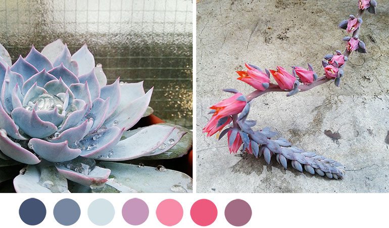 Succulent Palette