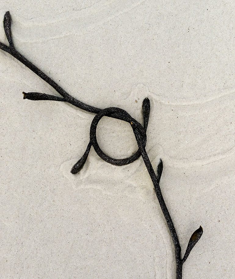 Noordhoek Seaweed