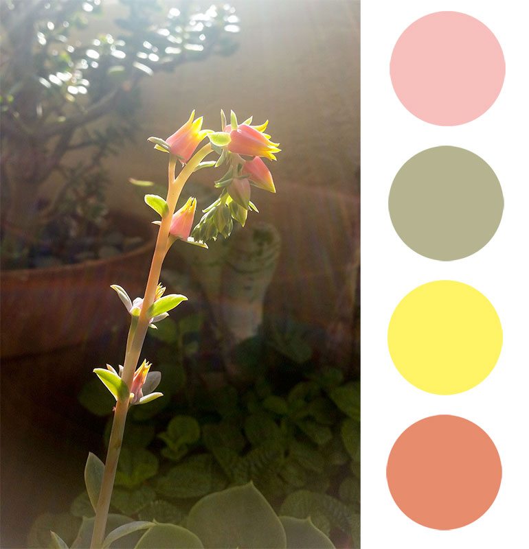 Echivaria Colours