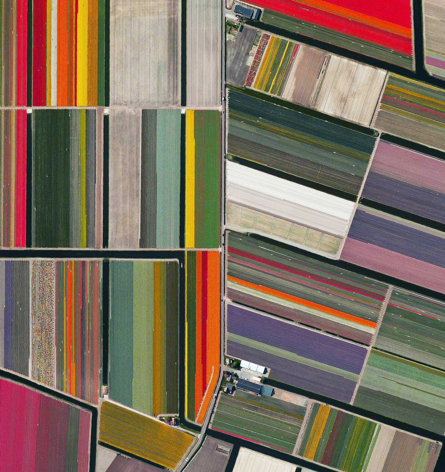 Tulip fields